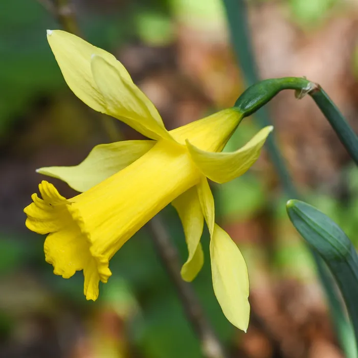 Most Beautiful Flowers – Flower Ranking Bracket
