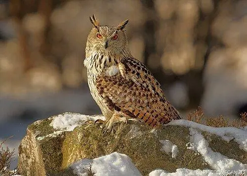 Vogelarten-Bilderquiz – Erkennst du bekannte, seltene und exotische Vögel anhand von Fotos?