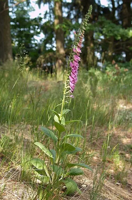 Pflanzen-Bilderquiz – Erkennst du Blumen, Bäume und Zimmerpflanzen anhand von Fotos?