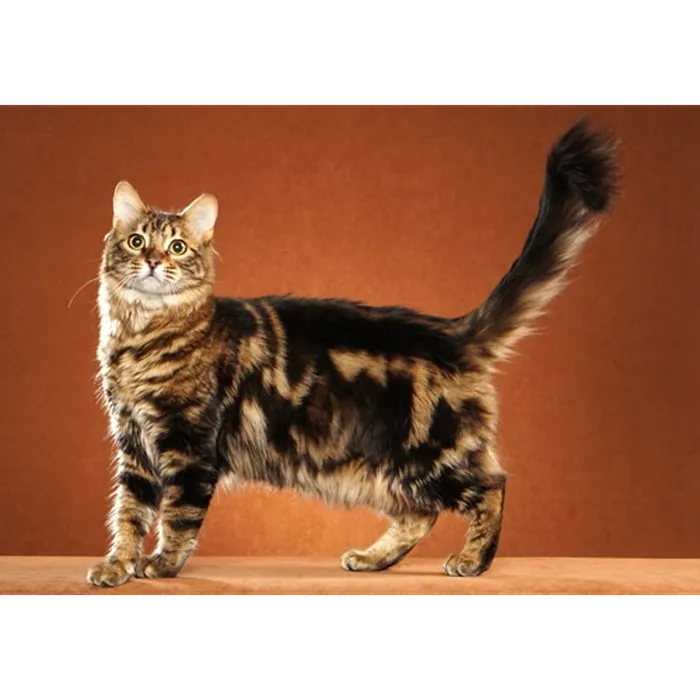 Katzenrassen-Quiz – Errate die Katzenrasse