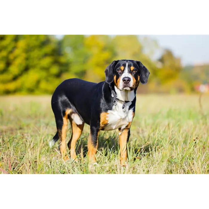 Best Dog Breeds – Dog Breed Ranking Bracket