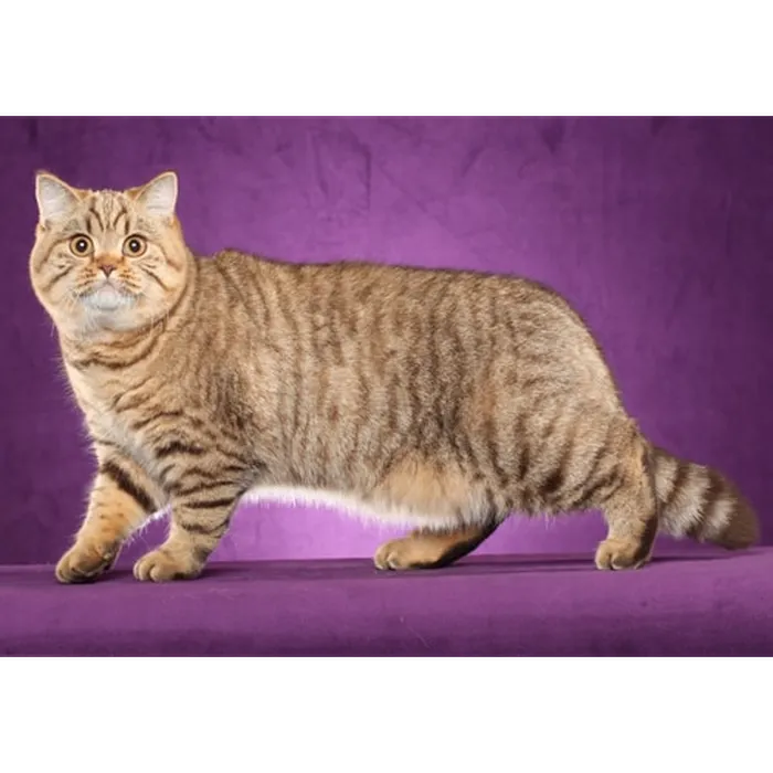Best Cat Breeds – Cat Breed Ranking Bracket